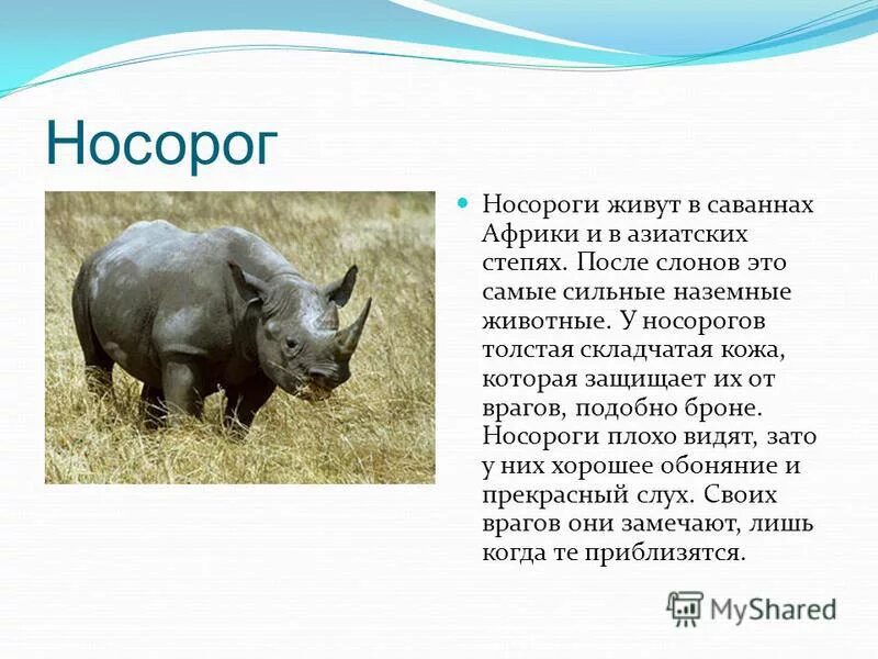 Носорог кроссворд. Носорог презентация. Сообщение о носороге. Носорог интересные факты. Носорог с описанием животных.