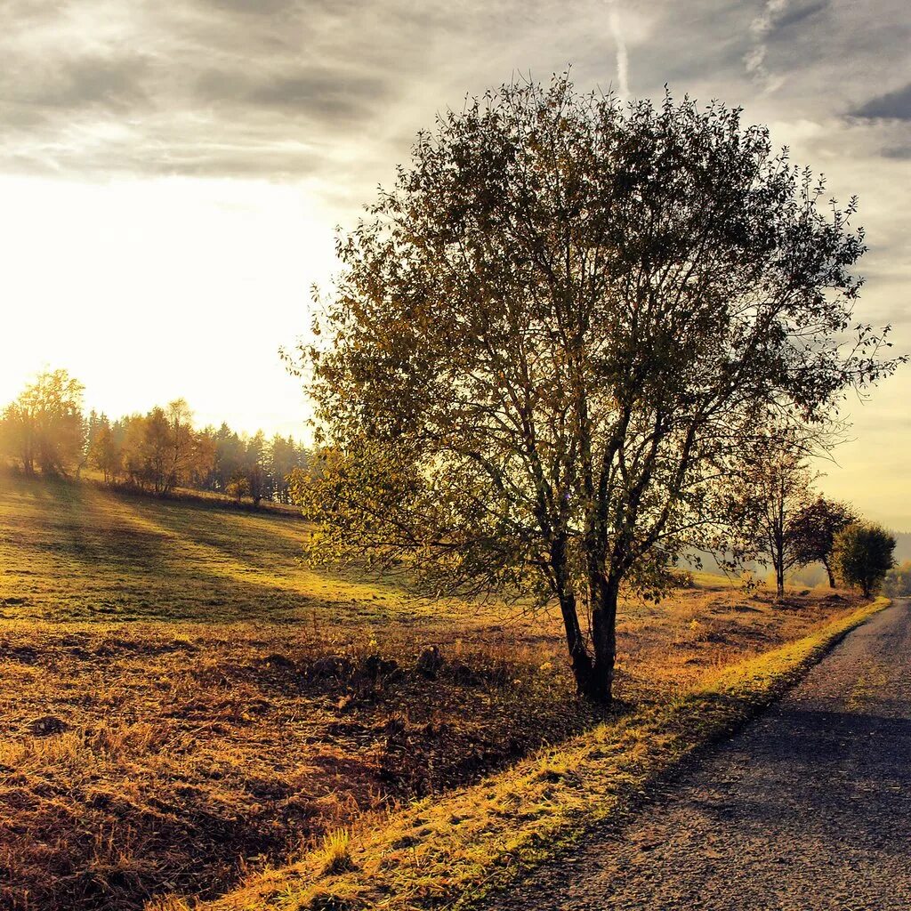 Деревенская дорога осенью. Дорога к солнцу фото. Лсень солнце дерево дорога солнце. Осень дорога в деревне