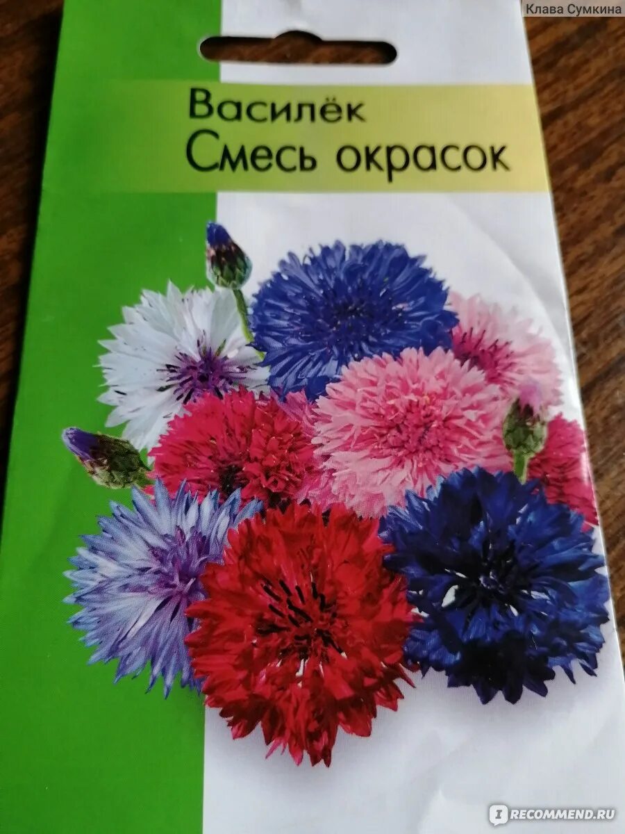 Васильки смесь. Василёк смесь окрасок. Васильки разноцветные. Васильки смесь окрасок выращивание. Обычные разноцветные васильки фото.