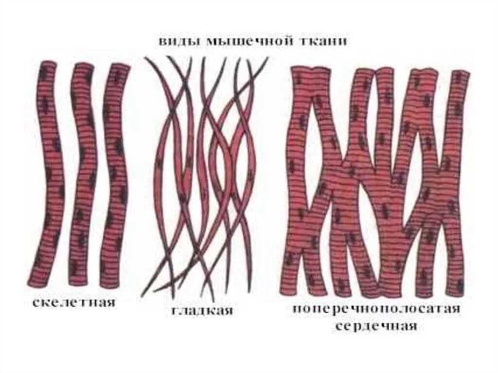Сердечная мышца представлена тканью. Мышечная ткань гладкая поперечно-полосатая сердечная. Поперечно Скелетная мышечная ткань. Веретеновидные клетки мышечной ткани. Поперечнополосатые мышечные клетки.