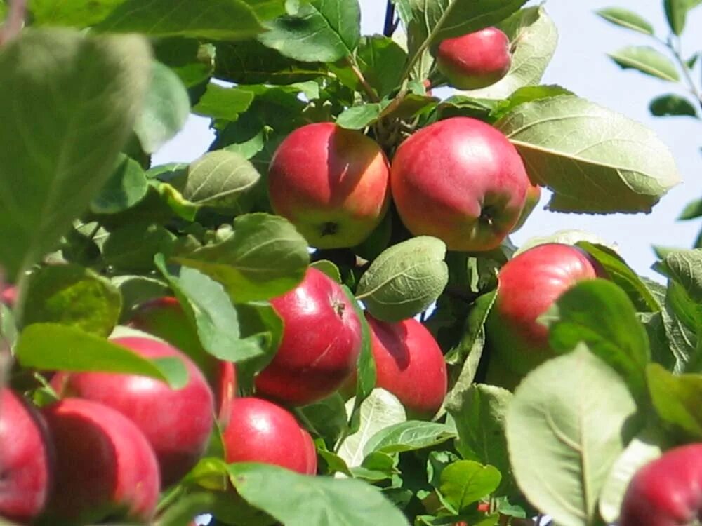 Вид яблони домашней. Яблоня Услада. Яблоня домашняя (Malus domestica). Сорт яблони Услада. Яблоня – Malus domestica саженец.