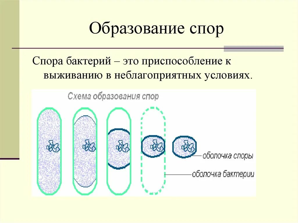 Какие функции спор у бактерий кратко. Размножение бактерий 5 класс биология. Споры бактерий. Спора бактерии. Образование споры у бактерий.