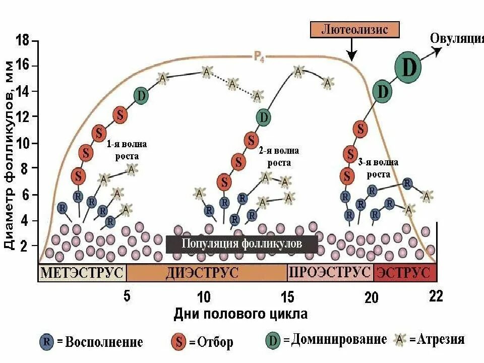 Этапы полового цикла. Стадия возбуждения полового цикла. Схема полового цикла коровы. Стадии полового цикла у сельскохозяйственных животных. Стадии полового цикла у коров.