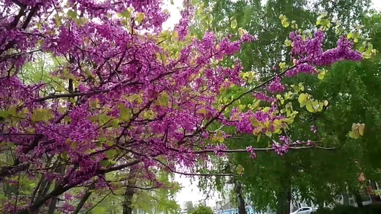 Цветущие деревья в анапе