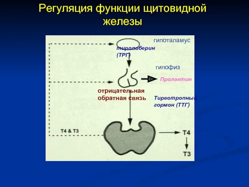 Гипоталамус гипофиз щитовидная железа схема. Регуляция функции щитовидной железы схема. Контур регуляции гормонов щитовидной железы. Регуляция выработки гормонов ТТГ. Тиреотропный гормон гипофиза