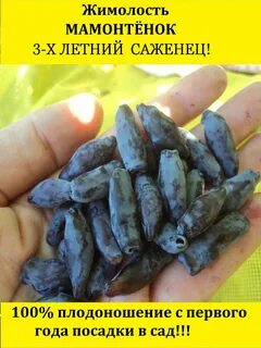 Жимолость мамонтенок