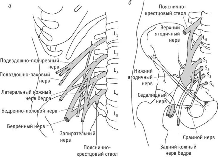 Пояснично-крестцовое сплетение схема. Поясничное сплетение анатомия схема. Схема подвздошно крестцового сплетения. Ветви крестцового сплетения схема.