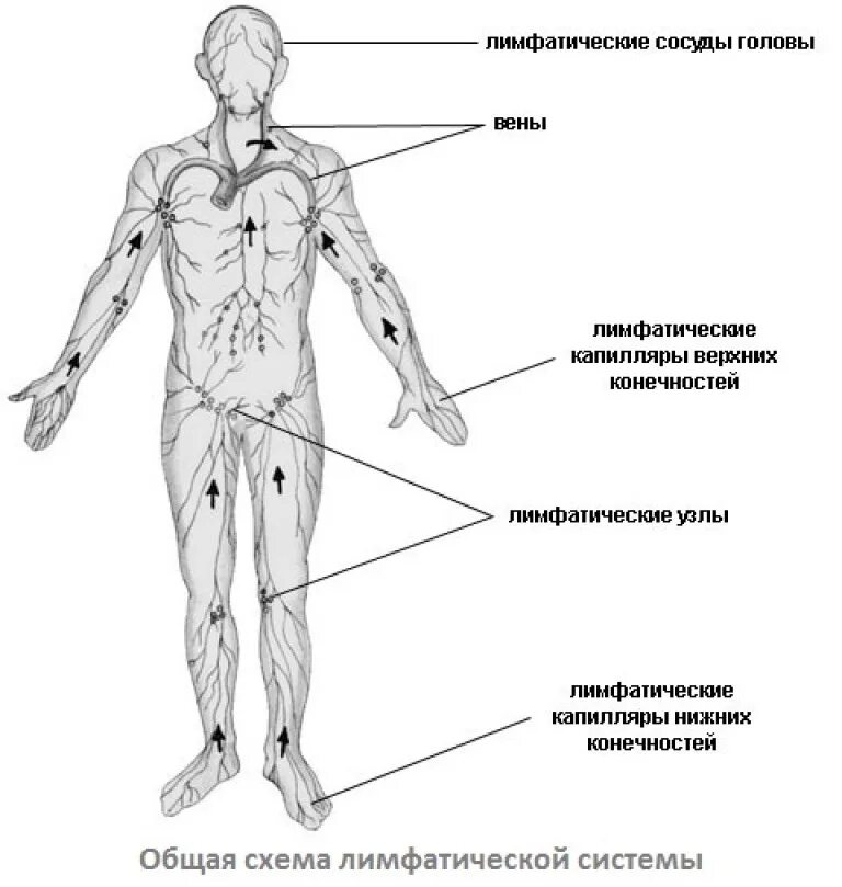 Лимфатическая система нижних конечностей схема. Схема расположения лимфоузлов. Лимфатическая система лимфоузлы. Лимфатические узлы на теле человека схема. Где у женщины расположены лимфоузлы