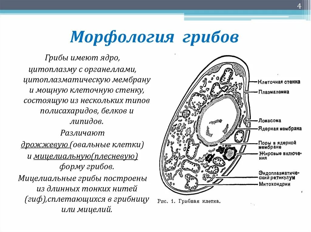 Структура клеток грибов микробиология. Строение клетки гриба микробиология. Строение клетки грибов микробиология. Строение грибной клетки микробиология. Ядро имеет три ответа