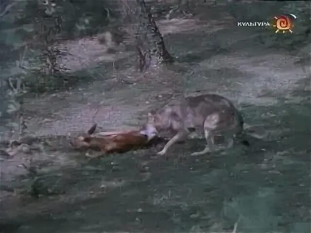 Волк серый разбойник