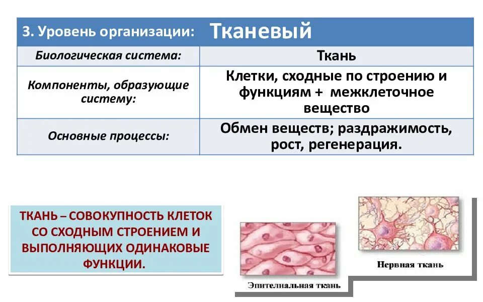 Тканевой уровень жизни