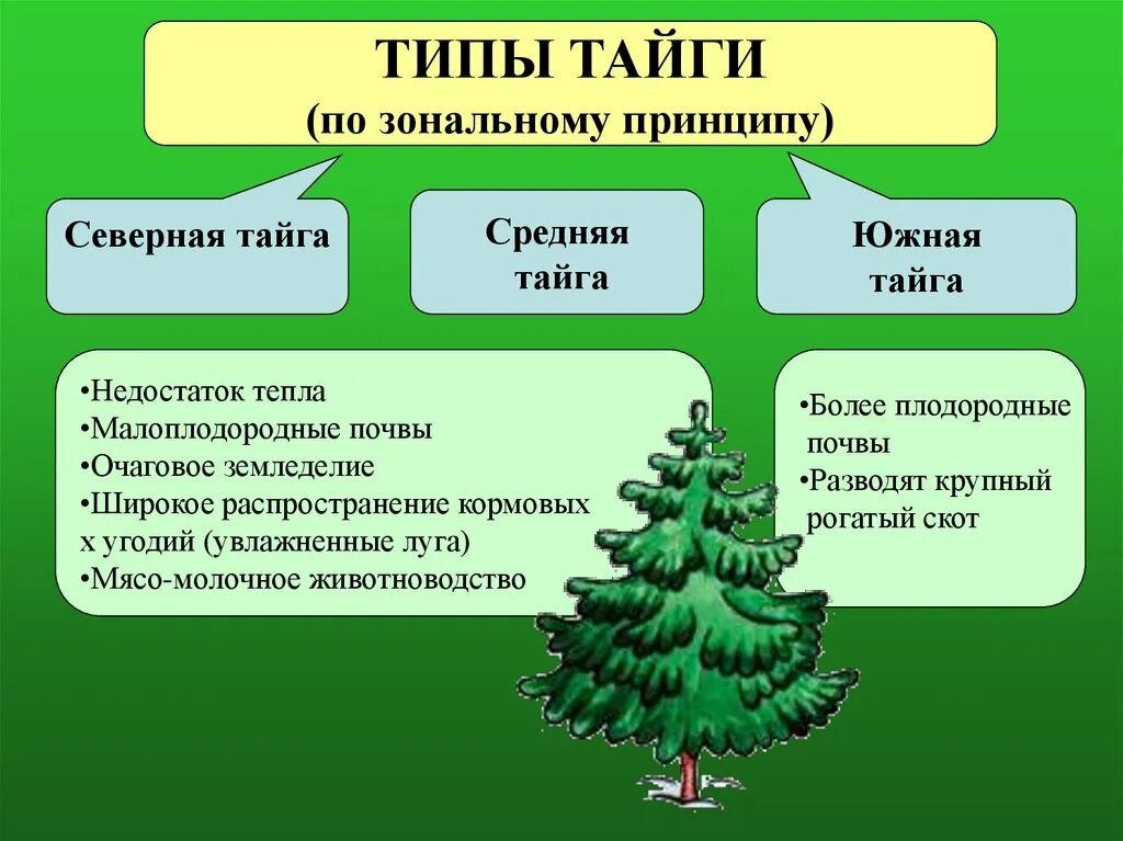 Для природной зоны тайги характерны. Тайга презентация. Общий вид растительности в тайге. Природные зоны России Тайга климат. Типы тайги в России.