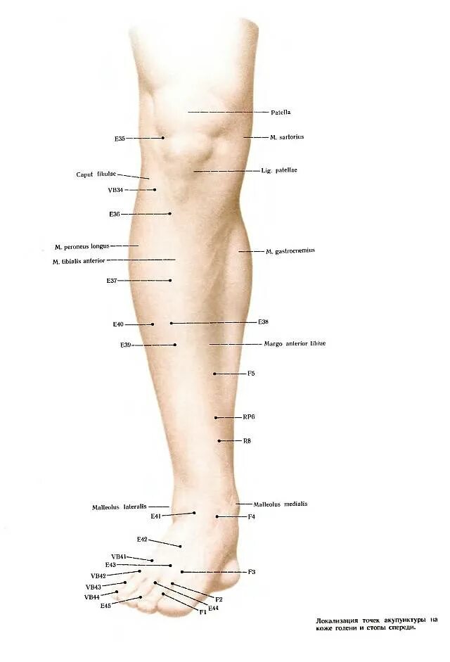Названия точек человека. Акупунктурные точки на голени. Меридианы и точки акупунктуры атлас. Акупунктурные точки на голени человека схема. Биологические активные точки на теле человека отвечающие.