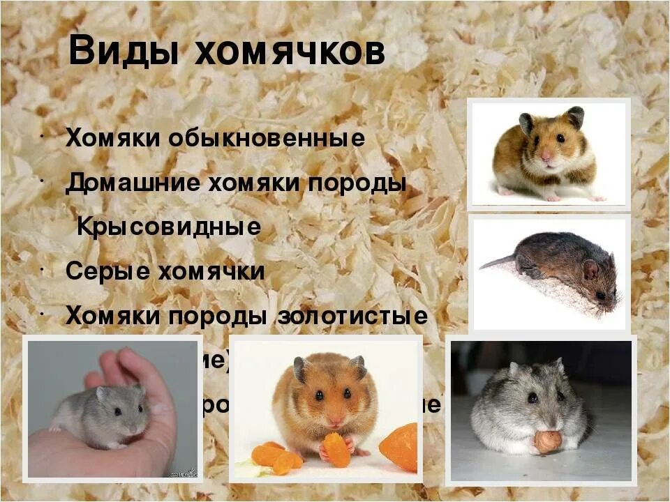 1b в хомяке это сколько