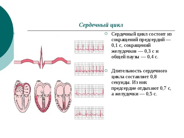 Продолжительность сердечного цикла составляет. Продолжительность сердечного цикла составляет