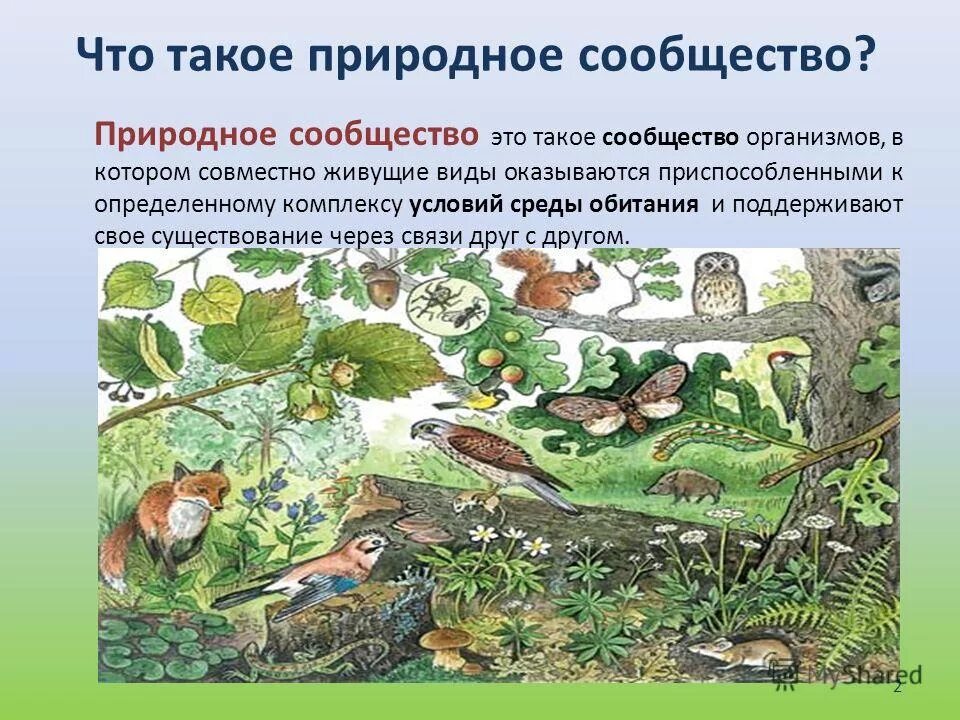 Что такое природное сообщество 5 класс кратко. Природные сообщества. проект природные сообщества. естественные природные сообщества. природное сообщество биология 5.