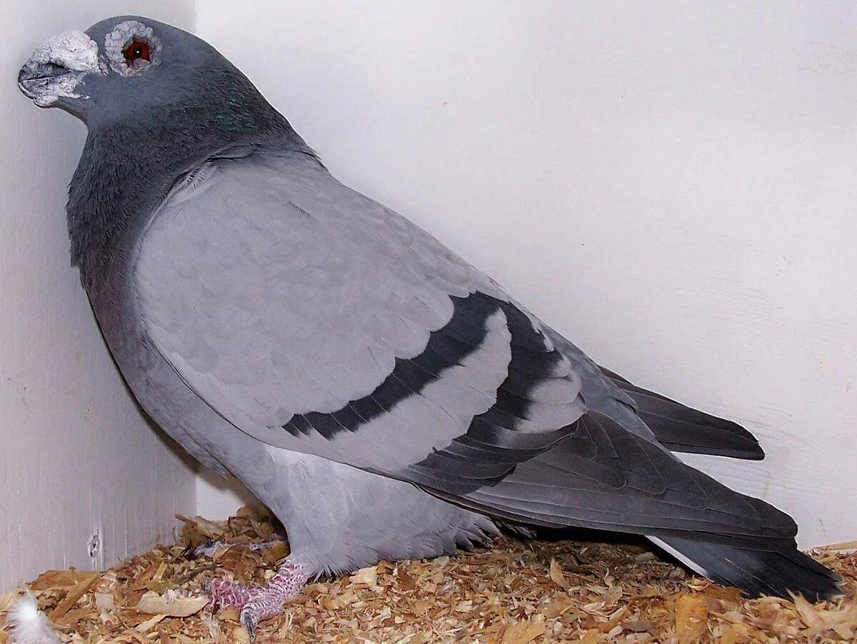 Окрас голубей фото. Dragoon Pigeon. Голуби датский сьюбиан. Окрас Сизых голубей. Бородавчатые породы голубей.