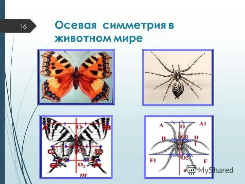 Осевая симметрия вид. Осевая симметрия в животном мире. Виды симметрии рисунки. Осевая симметрия у животных. Осевая симметрия в жизни.