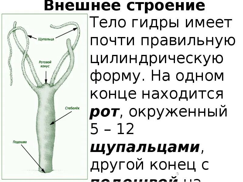 Функции строения гидры. Форма тела пресноводной гидры. строение гидры. строение щупальца гидры. строение тела гидры.