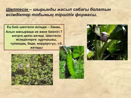 Тербелетін үлкен фотолар