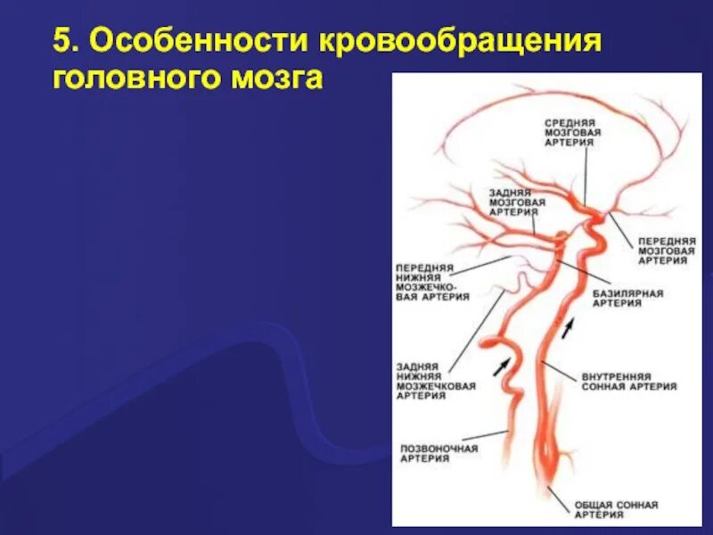 Особенности кровоснабжения головы. Особенности кровообращения мозга. Особенности мозгового кровоснабжения. Особенности кровотока головного мозга.