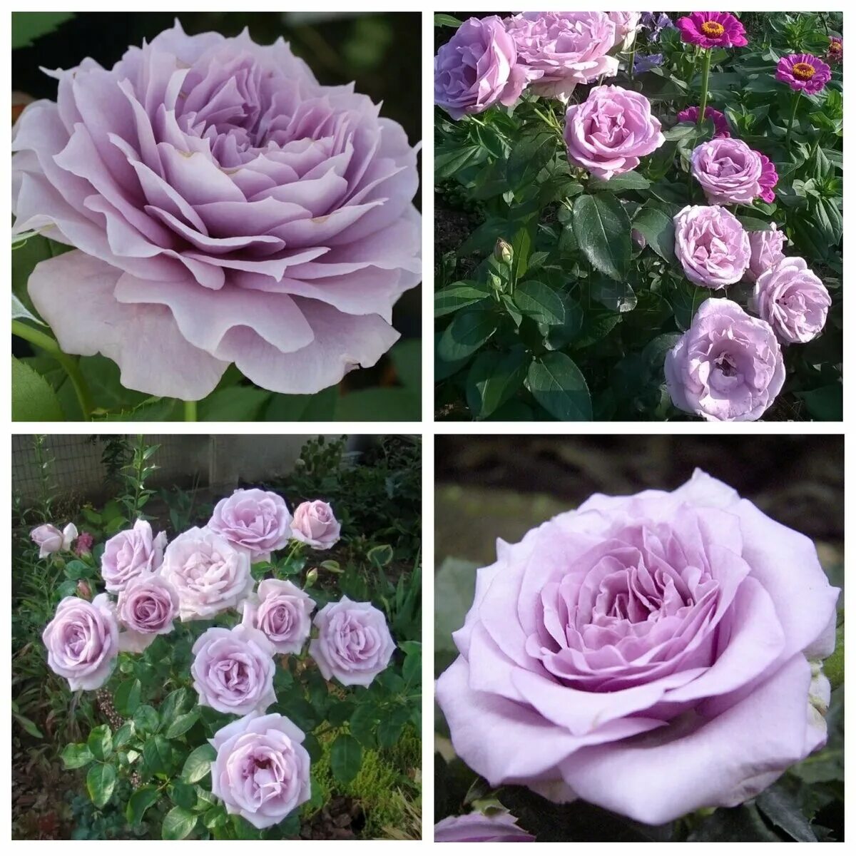 питомник роз марии харченко каталог 2024. роза-королева сада!!! раскумандрина татьяна. мэри роуз питомник роз. питомник роз марии харченко. роза гуэрнси.