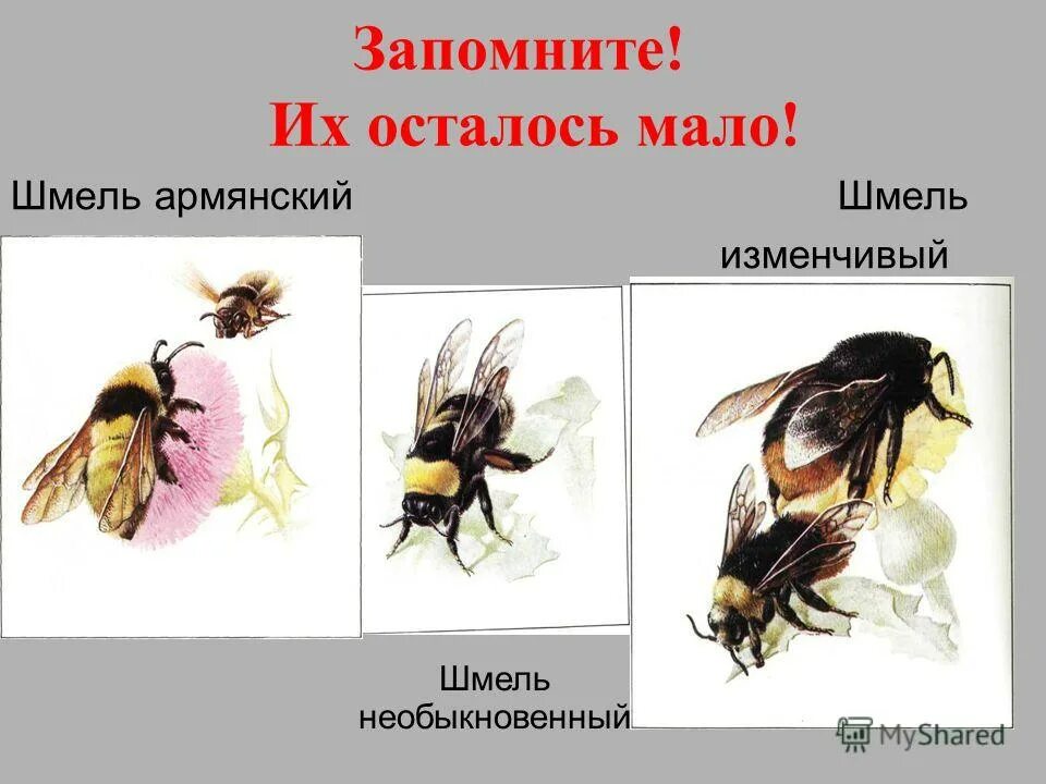 Перепончатокрылые значение в природе. Перепончатокрылые значение в природе