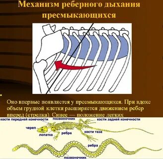 Грудная клетка у рептилий