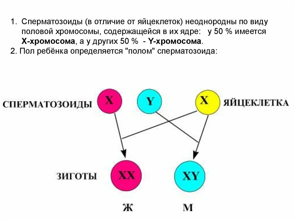 Половые хромосомы петуха