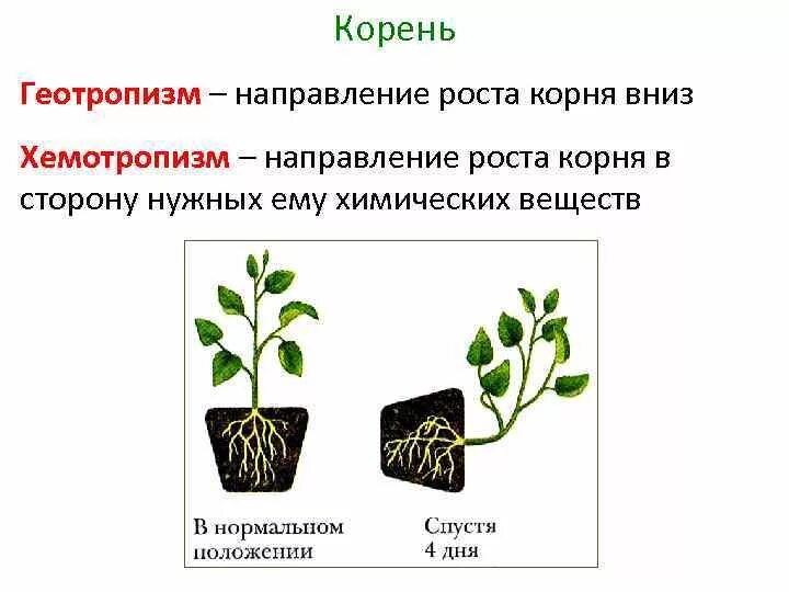 Положительный геотропизм. Фототропизм. Геотропизм. Гидротропизм.