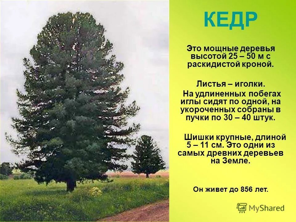 растения ханты мансийского автономного округа. кустарники хмао югры. ель пихта кедр лиственница. какие деревья растут в югре. растительный мир хмао югры кедр.