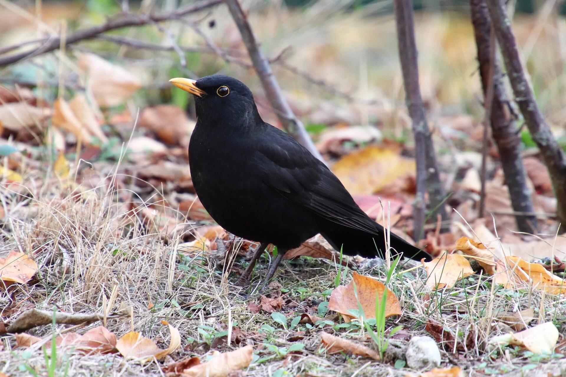 Turdus Merula. Черный певчий Дрозд. Черный Дрозд фото. Евразийский черный Дрозд. Дрозд черный и человек