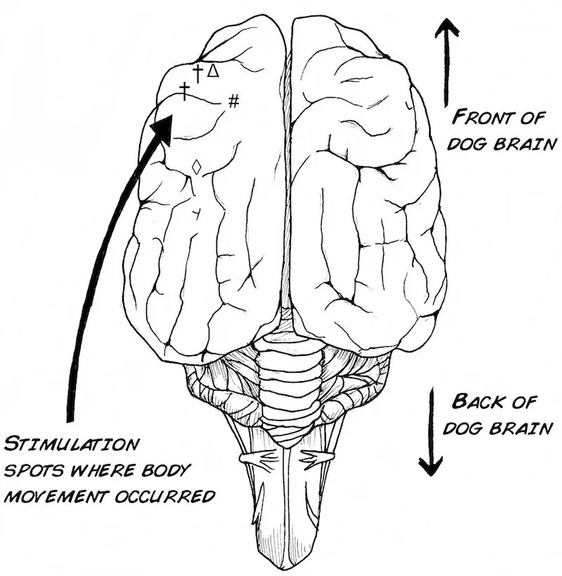 Мозг собаки отделы. Головной мозг собаки. Головной мозг собаки анатомия. Мозг собаки схема.
