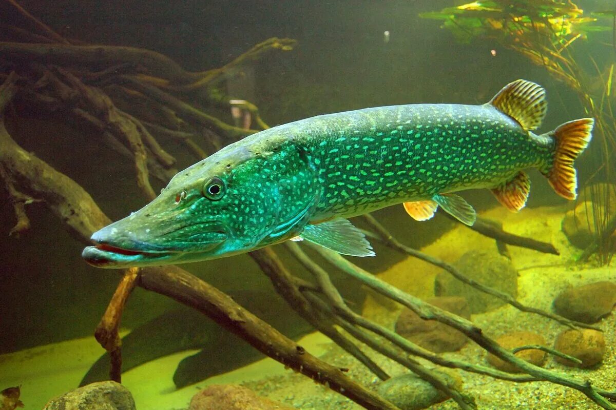 Рыбка в корягах. Обыкновенная щука (Esox Lucius). Рыба щука Esox Lucius. Вид обыкновенная щука - Esox Lucius. Esox Lucius — обыкновенная щука систематика.