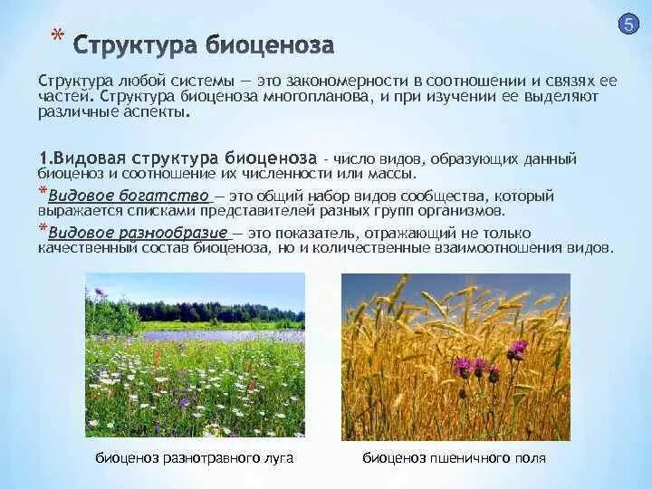 Пространственная структура пшеничного поля. Видовая структура биоценоза. Биоценоз пшеничного поля. Видовая структура Луга. Первостепенную роль в развитии биоценозов выполняют