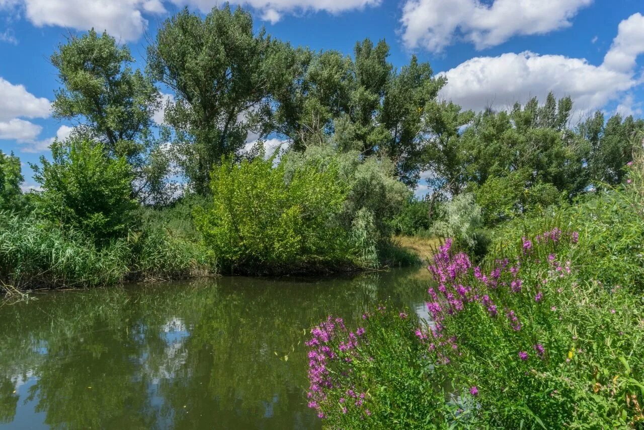 Лес на реке самородинке. Бор сосновый лесное озеро. Лес на реке самородинке. Югозападній лесопарк река. Исток реки самородинка.