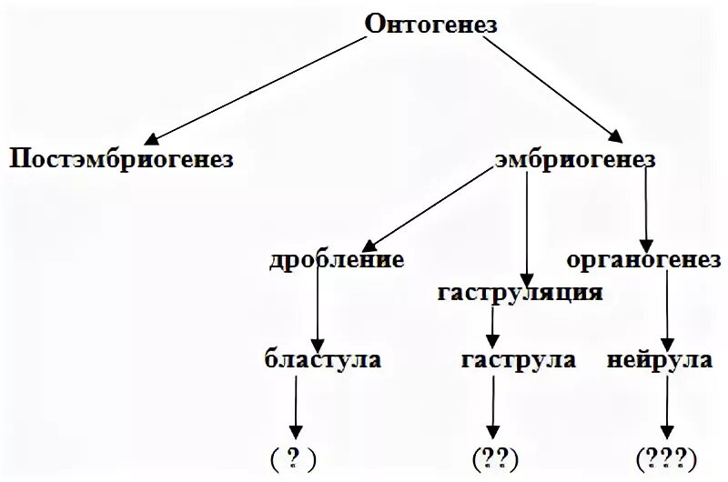 Биология периоды онтогенеза. Эмбриональное развитие. Этапы онтогенеза схема. Онтогенез эмбриональный и постэмбриональный период развития. Онтогенез его типы и периоды.