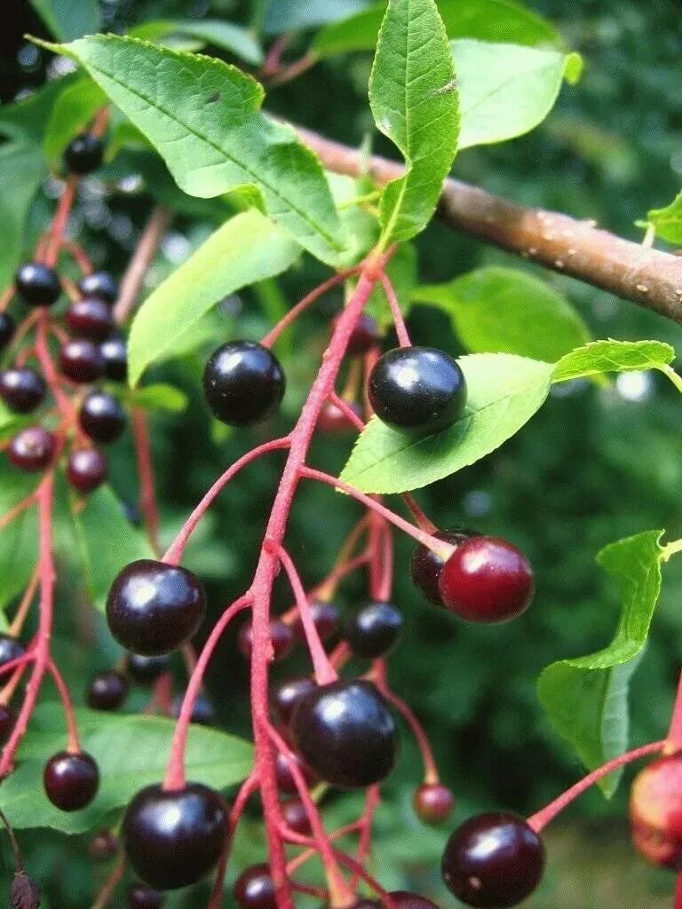 Гибриды черемухи. Черемуха виргинская (Padus virginiana). Церападус (вишня+черемуха. Церападус Мичурина. Падоцерус с вишней.