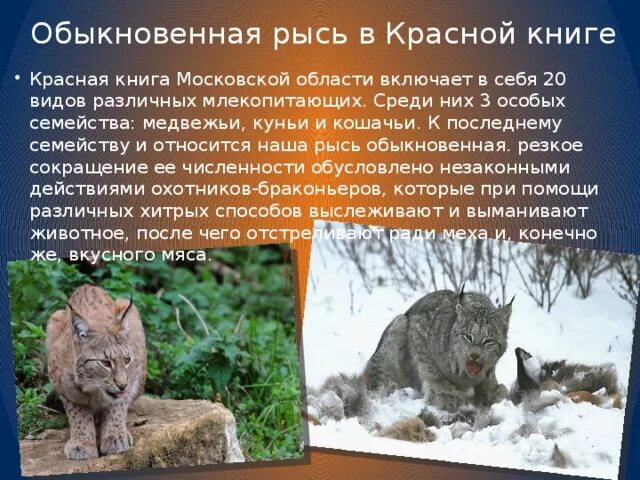 Рысь занесена в красную. Рысь обыкновенная красная книга краткое описание России.. Рысь обыкновенная красная книга Ростовской области. Обыкновенная Рысь красной книги Подмосковья. Животное из красной книги Рысь.