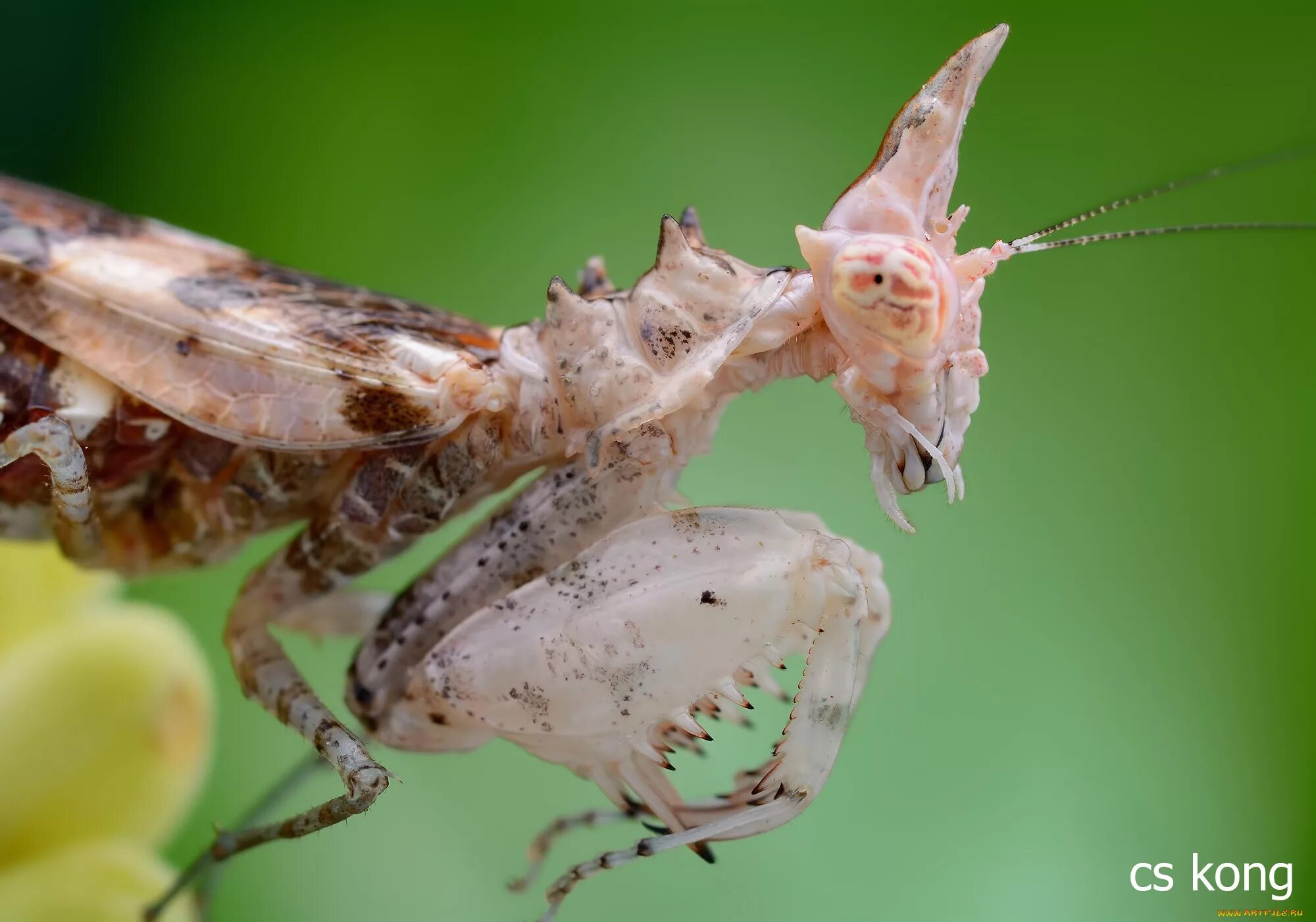 Богомолов Ischnomantis Gigas. Богомол питомец. Богомол Макросъемка.