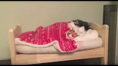 Как уложить котенка спать