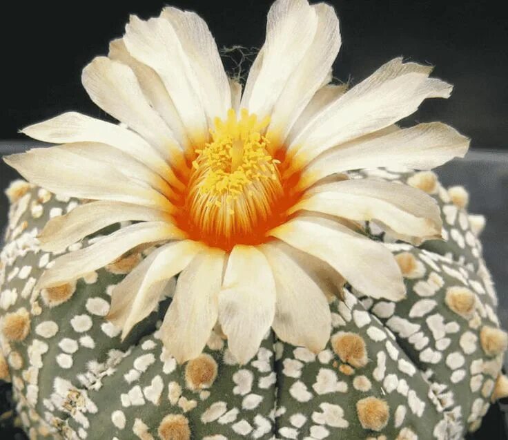 Astrophytum asterias. Astrophytum asterias super kabuto. астрофитум asterias. astrophytum asterias cv. super kabuto.