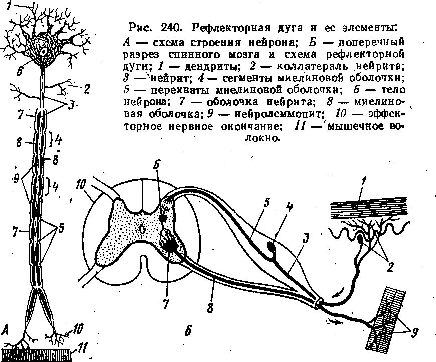 Строение рефлекторной дуги рисунок. Рефлекторная дуга схема анатомия. Схема рефлекторной дуги спинного мозга. Строение рефлекторной дуги спинного мозга. Элементы 3 нейронной рефлекторной дуги.