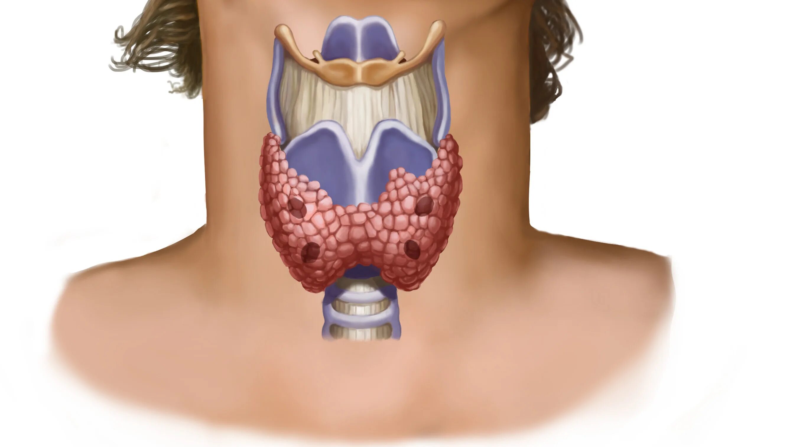Щитовидная железа анатомия. Железы щитовидной железы.