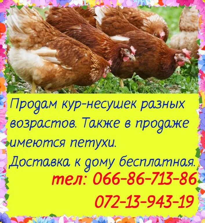 Куры несушки объявление. Продаются куры несушки. Объявления о продаже кур несушек. Объявление о продаже куриц. Где продают кур несушек