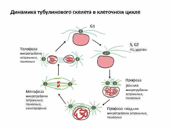 Нарушение клеточного цикла с помощью микротрубочковых ядов. Клеточный цикл генетика. схема клеточного цикла. d период клетки. точка рестрикции в клеточном цикле.