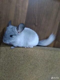 2 шиншиллы