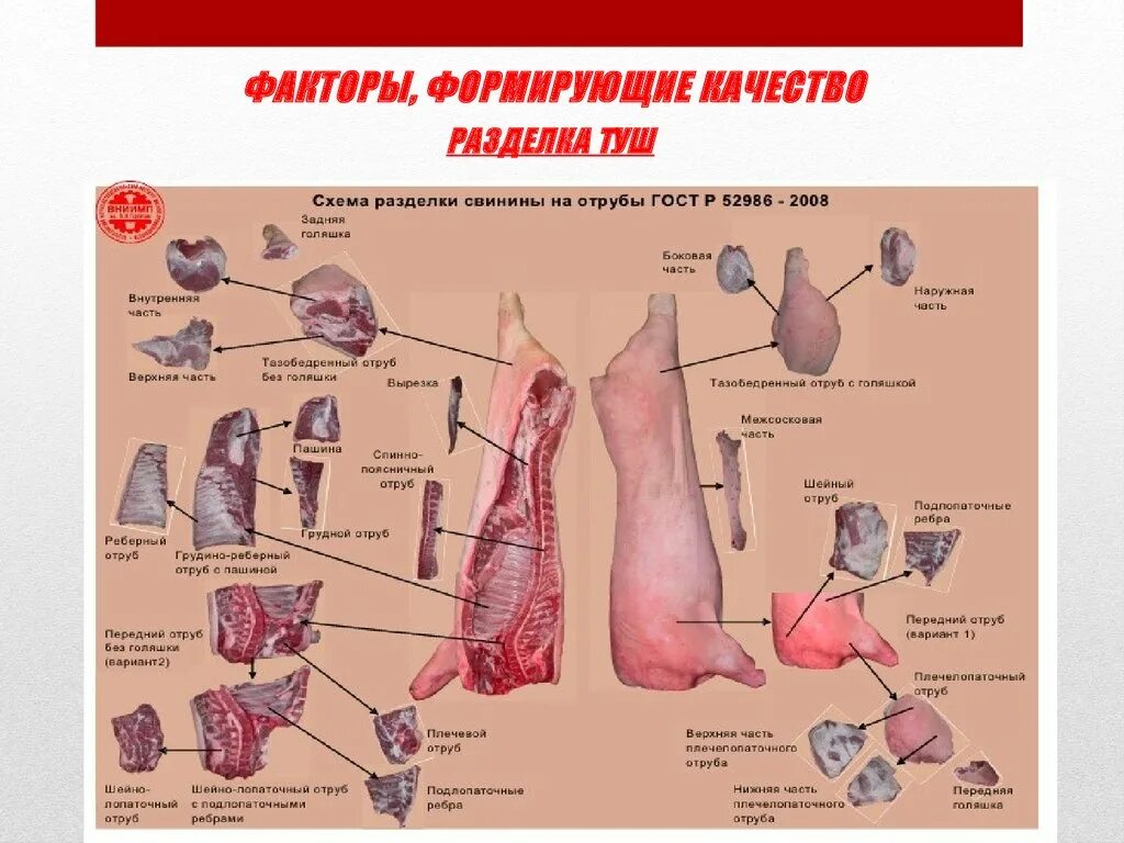 Схема отрубов свинины. Полутуши,отруб,разруб. Обвалка свиньи жесткий подвес. Схема разруба полутуши свинины. Отрубы свиной туши.