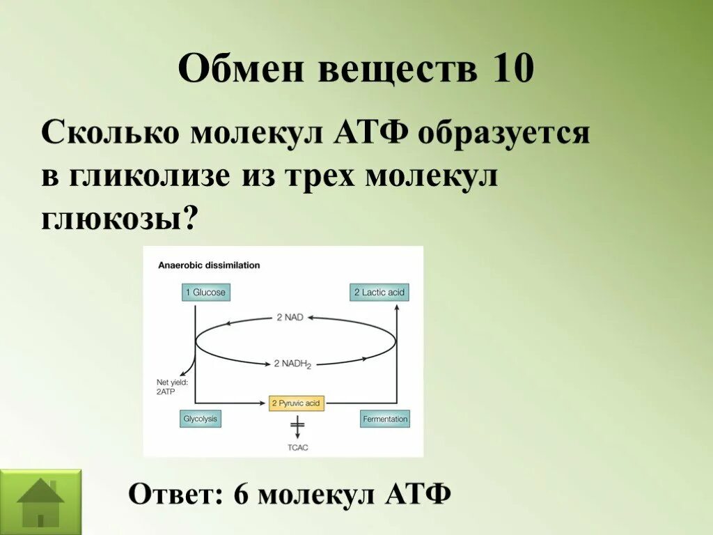 Гликолиз сколько АТФ образуется. Сколько молекул АТФ образуется в гликолизе. Сколько молекул АТФ образуется. Сколько молекул АТФ образуется при гликолизе.