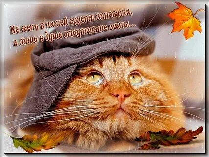 Такая вот досада хорошее настроение